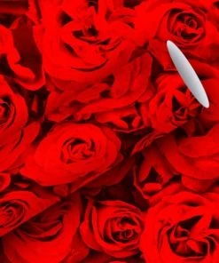 Bon marché 🎉 Braun + Company Papier Cadeau Roses Rouges 70 Cm X 2 M, 80 G/m², Rouge - Emballage Cadeau ⭐